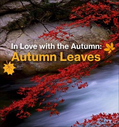 In Love with the Autumn: Autumn Leaves